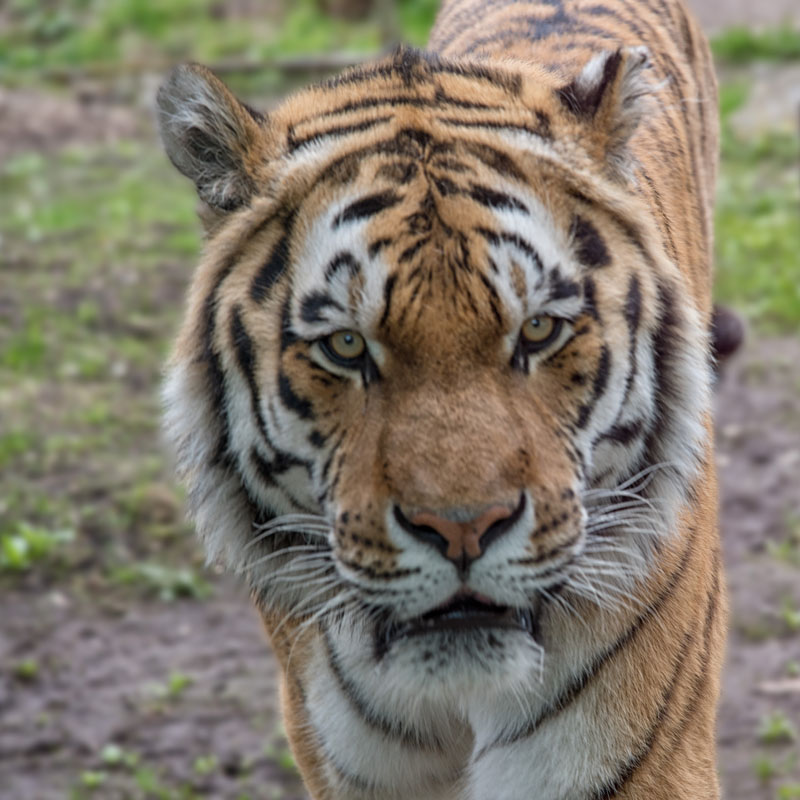 Sibirischer Tiger Zoo Neuwied